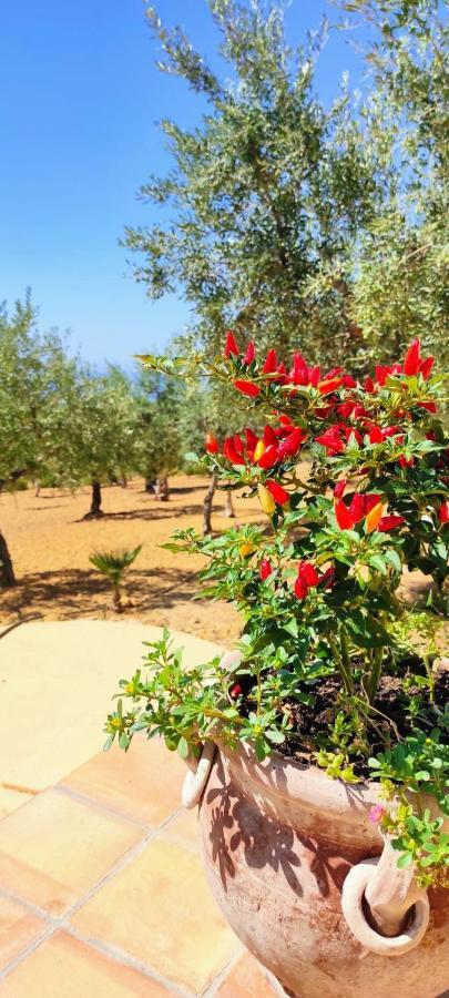 Villa Immersa In Oliveto Vista Mare Sciacca Eksteriør billede